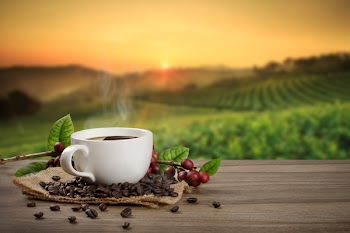Hot coffee cup with fresh organic red coffee beans and the roasted coffee beans on the wooden table and the plantations background with copy space for your text.