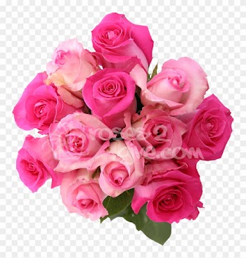Hot Pink - Pink Combination - Red And Pink Rose Combination