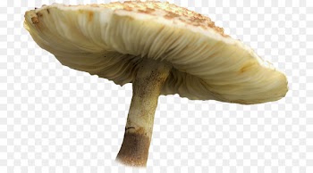 Hot pot Edible mushroom - Ps flowers creative floral patterns 