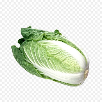 Hot pot Nabemono Napa cabbage Chinese cabbage Vegetable - Chinese cabbage 