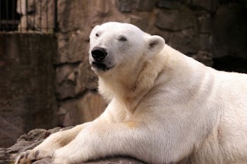 hotblack_20060603_zoo_158.jpg