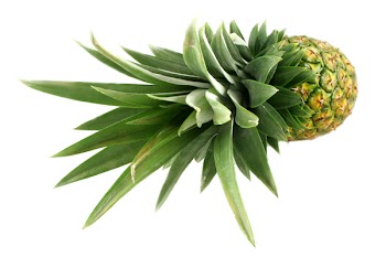 hotblack_20060805_pineapple_059.jpg