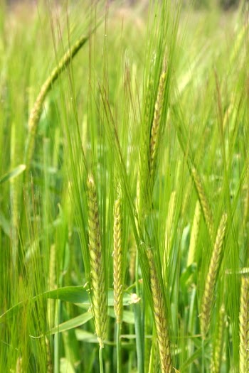 hotblack_20070602_wheat.jpg