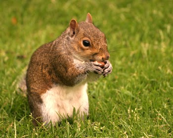 hotblack_20070610_squirrel2.JPG