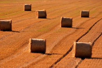 hotblack_20070901_harvest.JPG