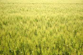 hotblack_20080531_pentlands-177.JPG