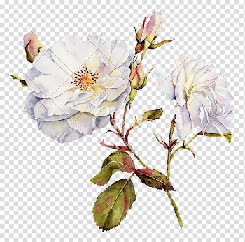 Hotel Clarke Quay Know Jesus Know Peace Accommodation Expedia, watercolor white flower transparent background PNG clipart