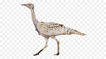 Houbara Bustard, Bustard, Bird, Beak PNG
