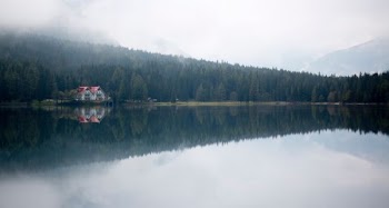 house beside body of water and surrounded of green trees