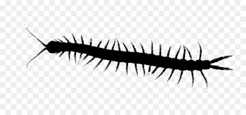 House Centipede Centipedes Millipedes Graphics Insect -  