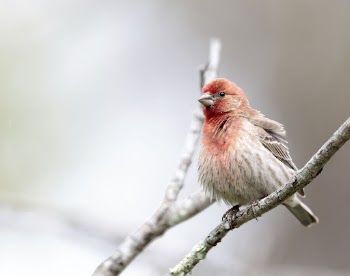 House finch bird. Free public | Free Photo - rawpixel