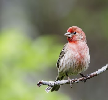 House finch bird. Free public | Free Photo - rawpixel