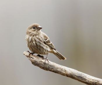 House finch bird. Free public | Free Photo - rawpixel