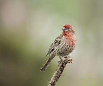 House finch bird. Free public | Free Photo - rawpixel