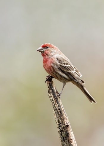 House finch bird. Free public | Free Photo - rawpixel