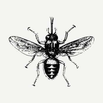 House fly drawing, vintage insect | Free PSD - rawpixel