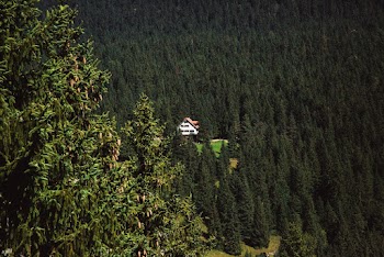 House in the Middle of Trees