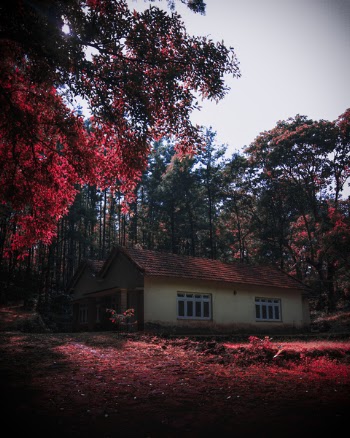 House Near Forest