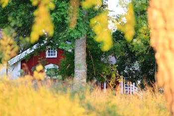 house near tree and lawn