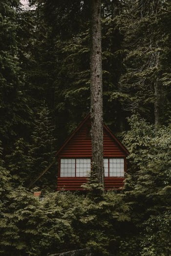 house on forest