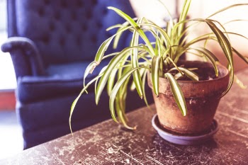 House Plant Free Photo 