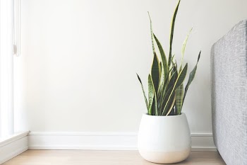 House Plant In White Pot