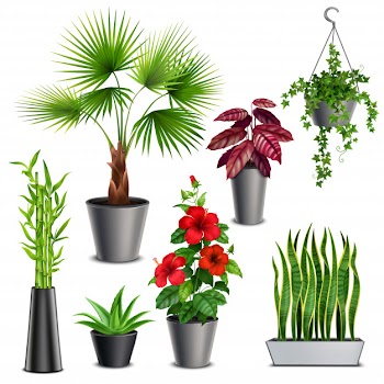 House plants realistic set with hibiscus succulents ivy hanging pots fan palm bamboo stalks vase Free Vector