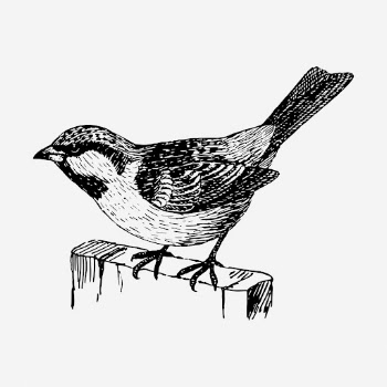 House sparrow bird drawing, vintage | Free Photo - rawpixel