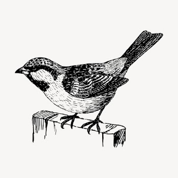House sparrow bird drawing, vintage | Free Vector - rawpixel