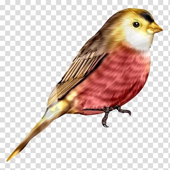House Sparrow Bird Flight Finch, Watercolor Sparrow transparent background PNG clipart