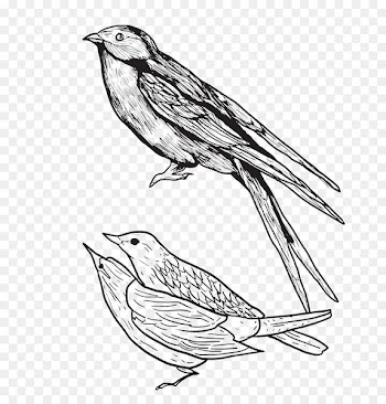 House Sparrow, Cd Baby, Music, Bird, Beak PNG