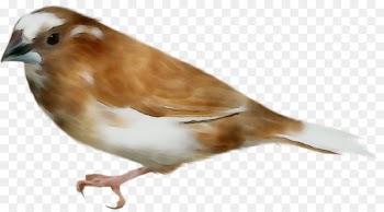 House sparrow Finches American Sparrows Beak -  