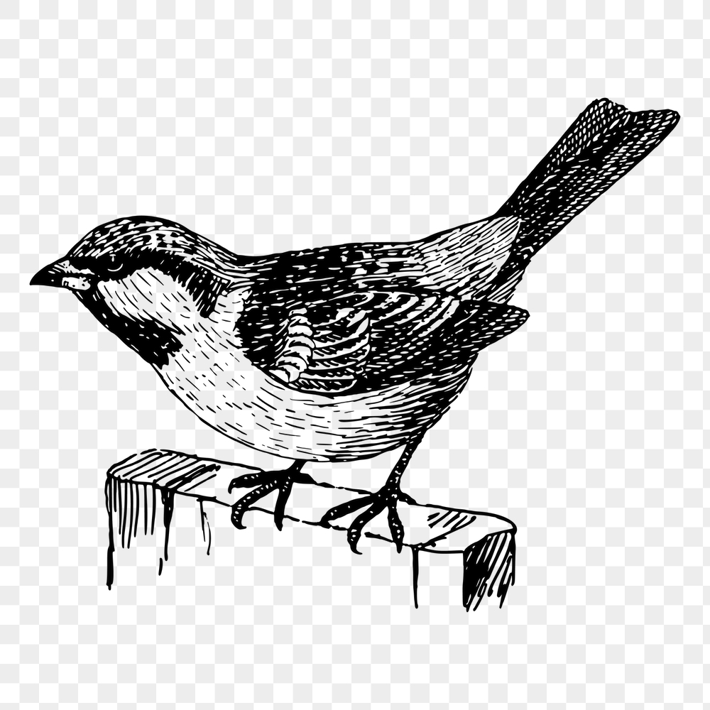 House sparrow png bird sticker, | Free PNG - rawpixel