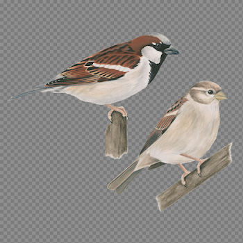 House Sparrow PNG Image
