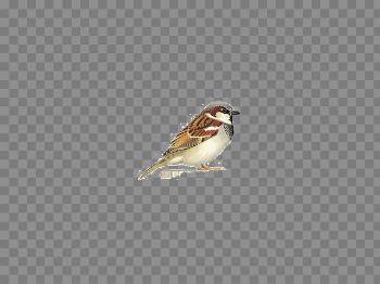 House Sparrow PNG Image Background