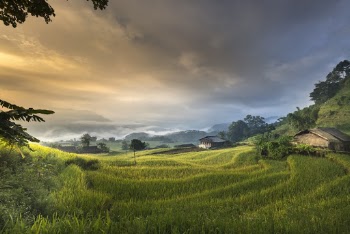House Surrounded by Rice Field