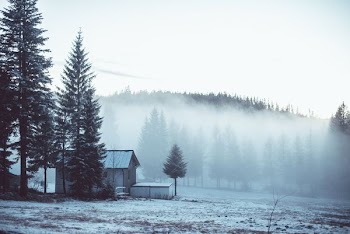 house surrounded by trees covered with fogs