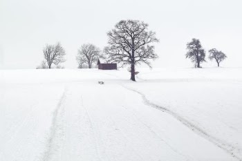 house surrounded by withered trees and snow