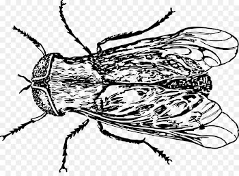 Housefly Bee Insect Grasshopper - fly 