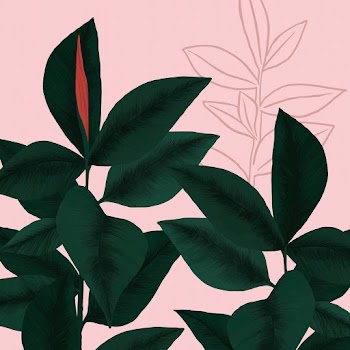 Houseplant background vector rubber plant… | Free stock illustration | High Resolution graphic