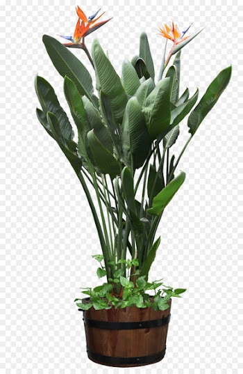 Houseplant Bird of paradise flower Flowerpot - Beautiful Transparent Plants Potted Png 