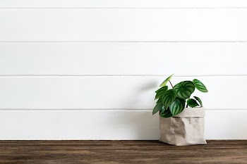 Houseplant delivery service to home | Free stock photo | High Resolution image