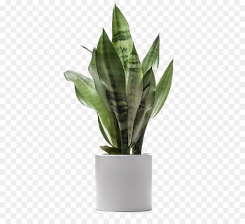 Houseplant Dragon tree Dracaena fragrans Light - Green plants potted large leaves deductible png 