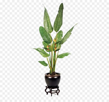 Houseplant Fiddle-leaf fig - Green large leaves potted buckle png 