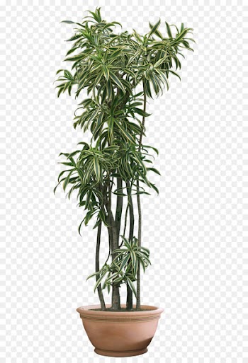 Houseplant Fiddle-leaf fig - Plant Png Clipart 