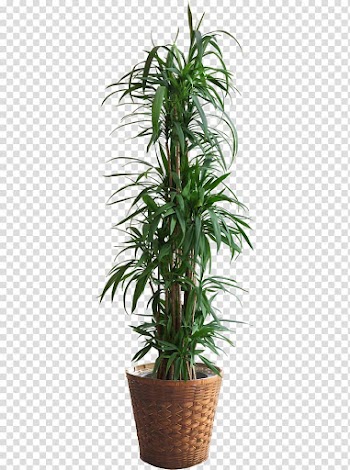 Houseplant Flower Leaf, Asparagus scattered tree transparent background PNG clipart