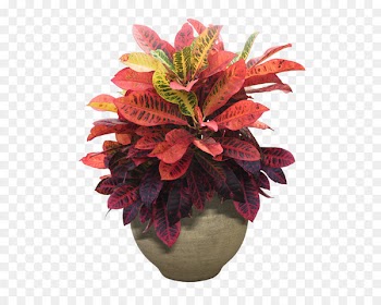 Houseplant Flower Tree - Small potted plants 