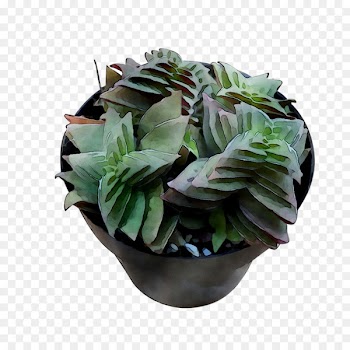 Houseplant Flowerpot -  