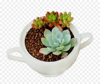 Houseplant Flowerpot -  