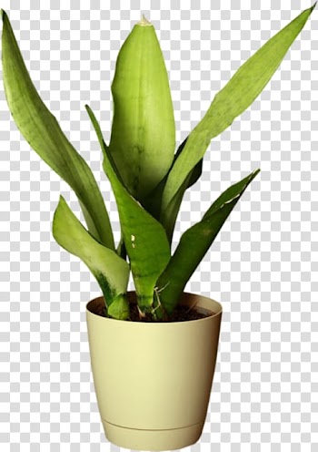 Houseplant Flowerpot Animation, flower transparent background PNG clipart